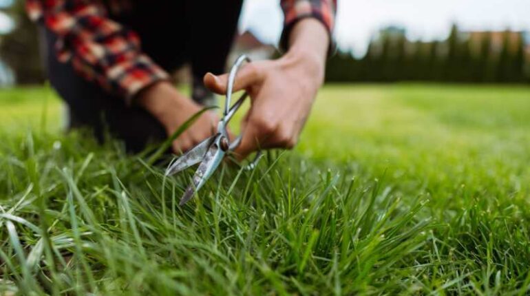 Najlepsze mieszanki nasion traw dla trawnika w ogrodzie – jak wybrać odpowiednią?