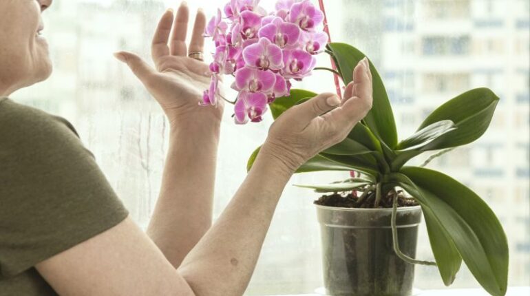 Jak naturalnie zwiększyć wilgotność powietrza dla kwiatów doniczkowych